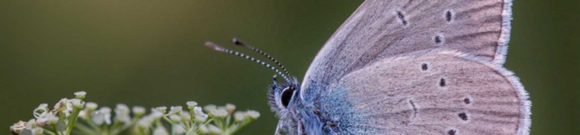pexels-erik-karits-2093459-18641205 (1)